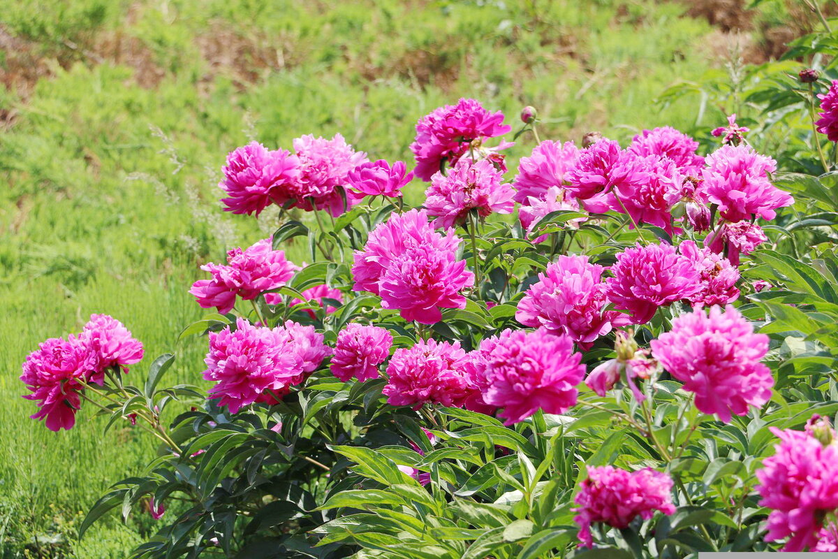 Розовые пионы. Фото pixabay.com.