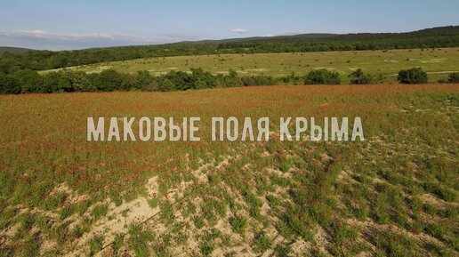 Крым. Полёт над самым большим маковым полем Бахчисарайского района. Посёлок Красный мак и его гигантское плато