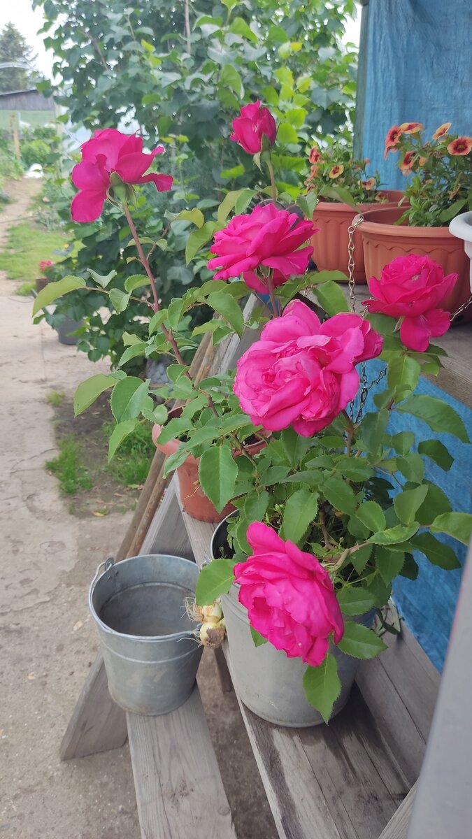 Роза, которая пахнет малиной
