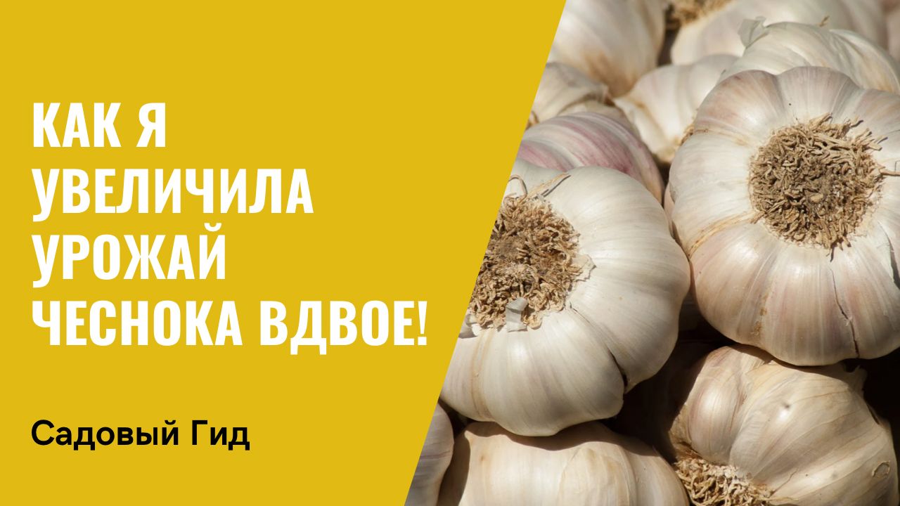 КАК ОПРЕДЕЛИТЬ КОГДА ВЫКАПЫВАТЬ ЧЕСНОК, КАК ЕГО ПРАВИЛЬНО ХРАНИТЬ И ЧТО  ПОСЛЕ НЕГО ПОСАДИТЬ!