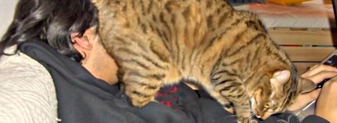 Фото очень доверчивой кошки с сайта pawpurrazi.com