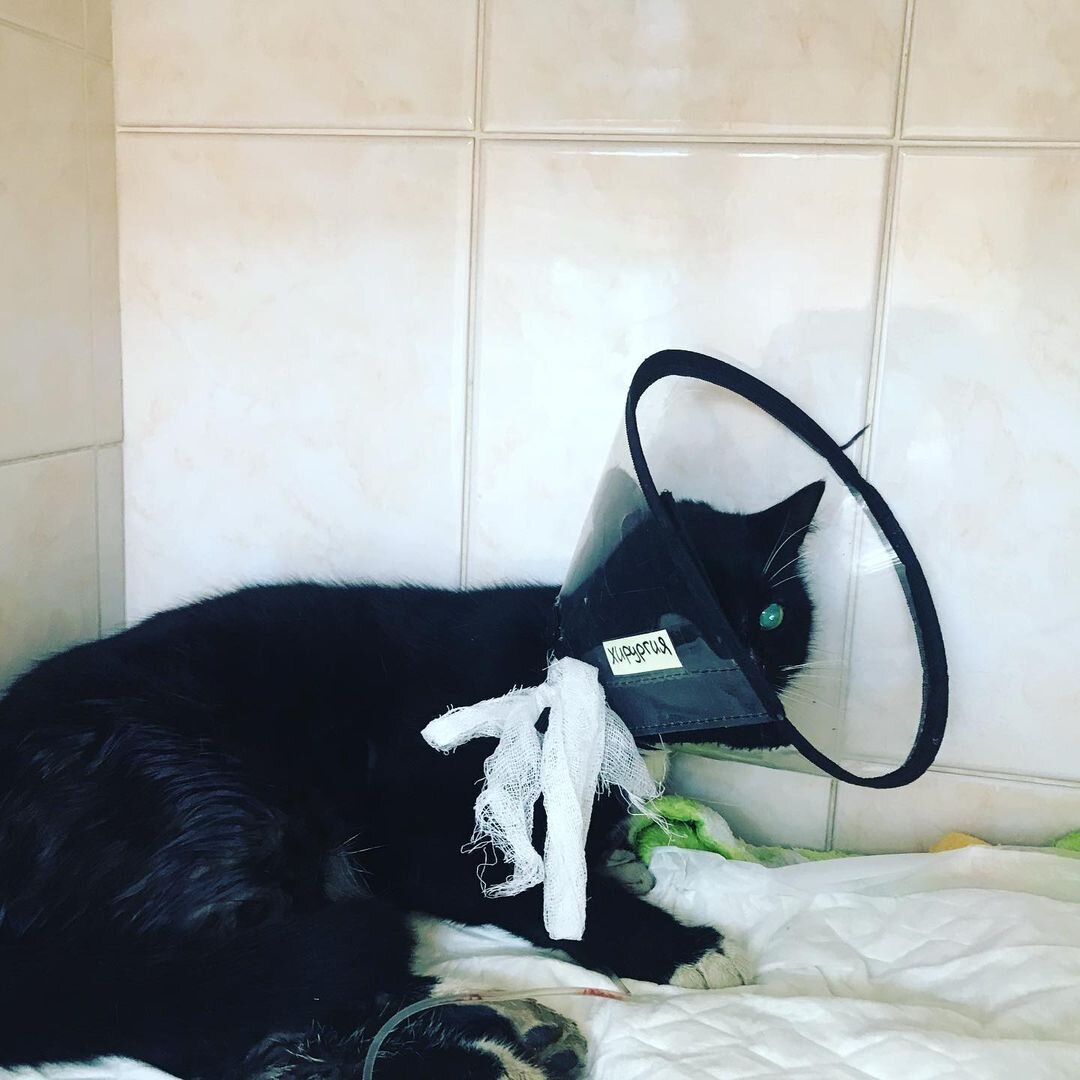 Клякса в боксе с капельницей