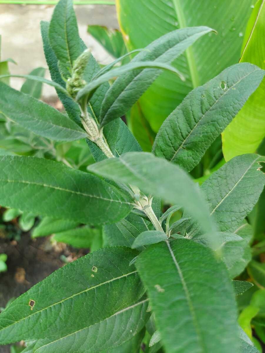 Буддлея. Фото автора.