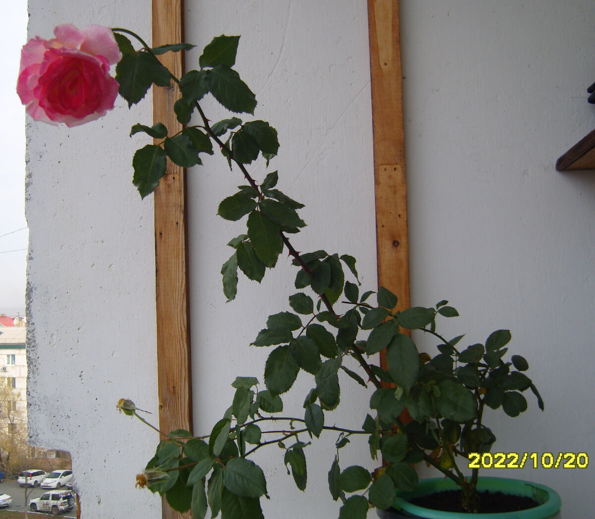 Роза Ностальжи 20 октября 2022 года