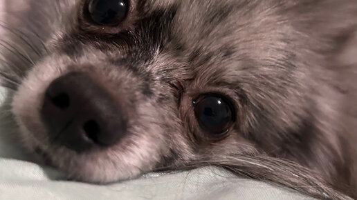 Бродяга Рустам Бадалов | Дзен