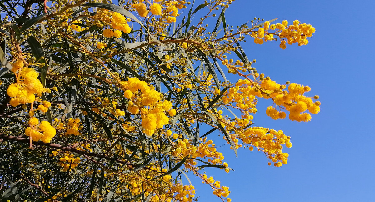 Акация уже во всю цветёт в феврале здесь