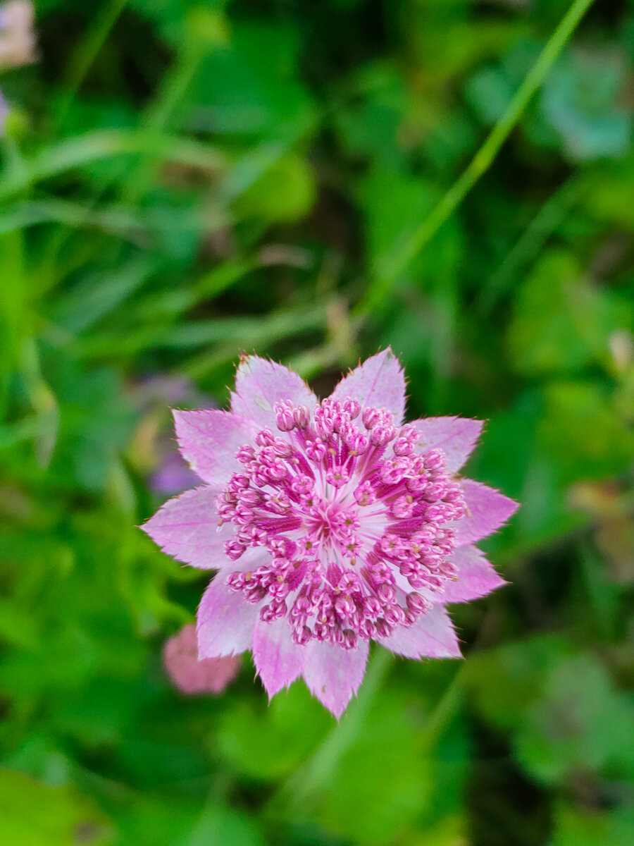 Astrantia maxima