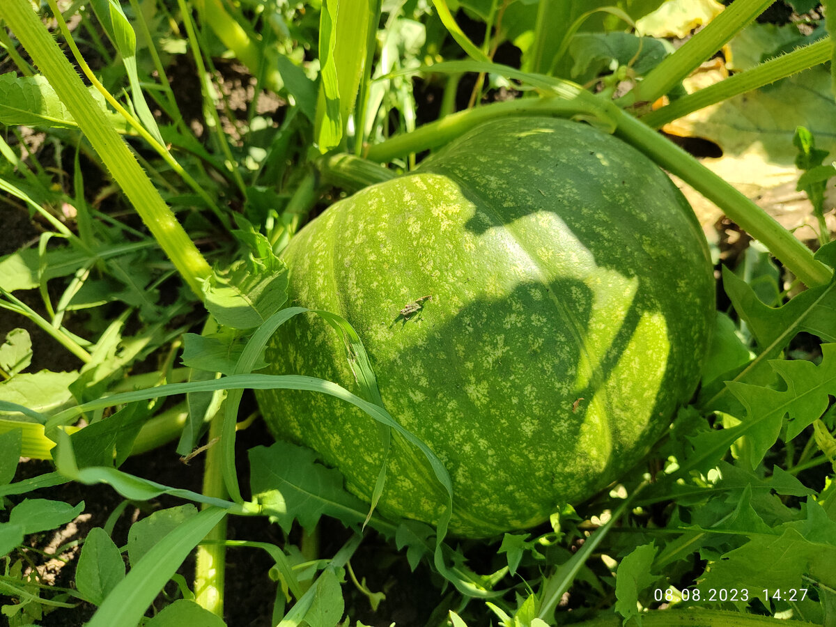 Тыква Ксюша