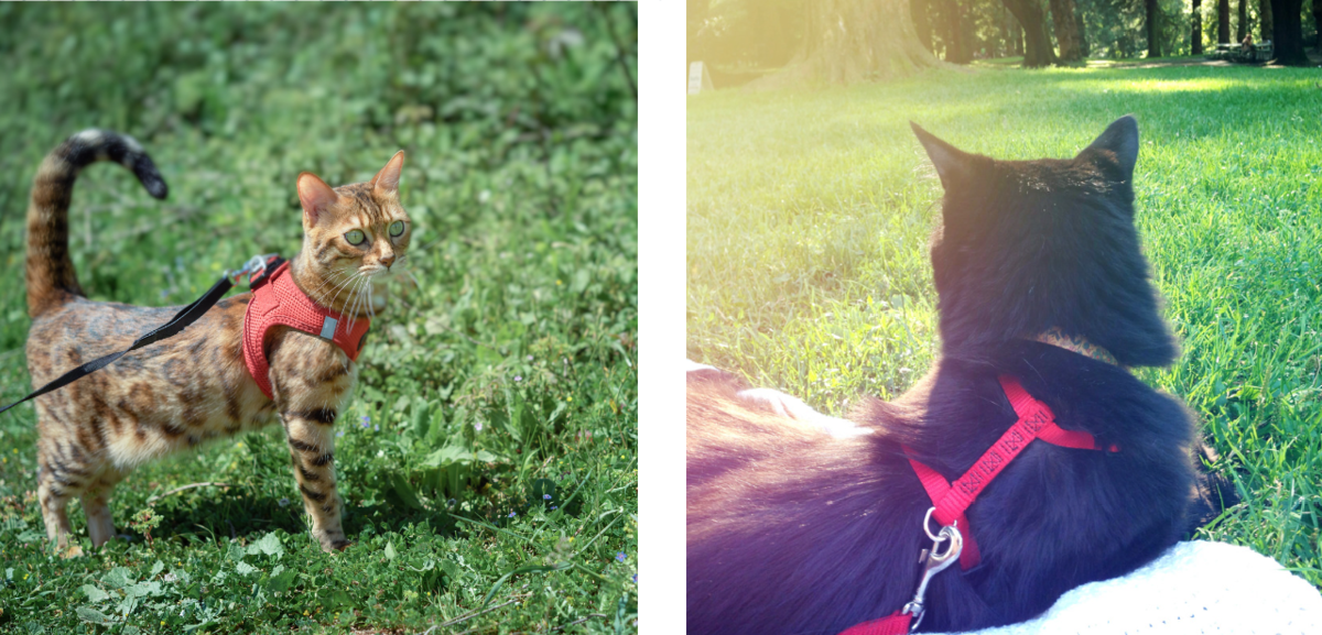 Два вида шлеек для кошек. Фото: Canva