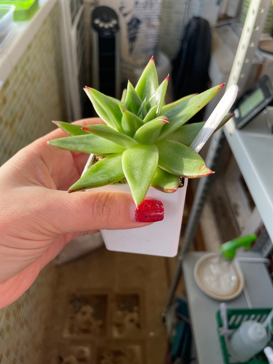 Февраль 2023. На фото видно, как нижние листья опустились и розетка утратила форму. Это не страшно, но эстетически не красиво. Если дать растению нужное количество света форма восстановится.