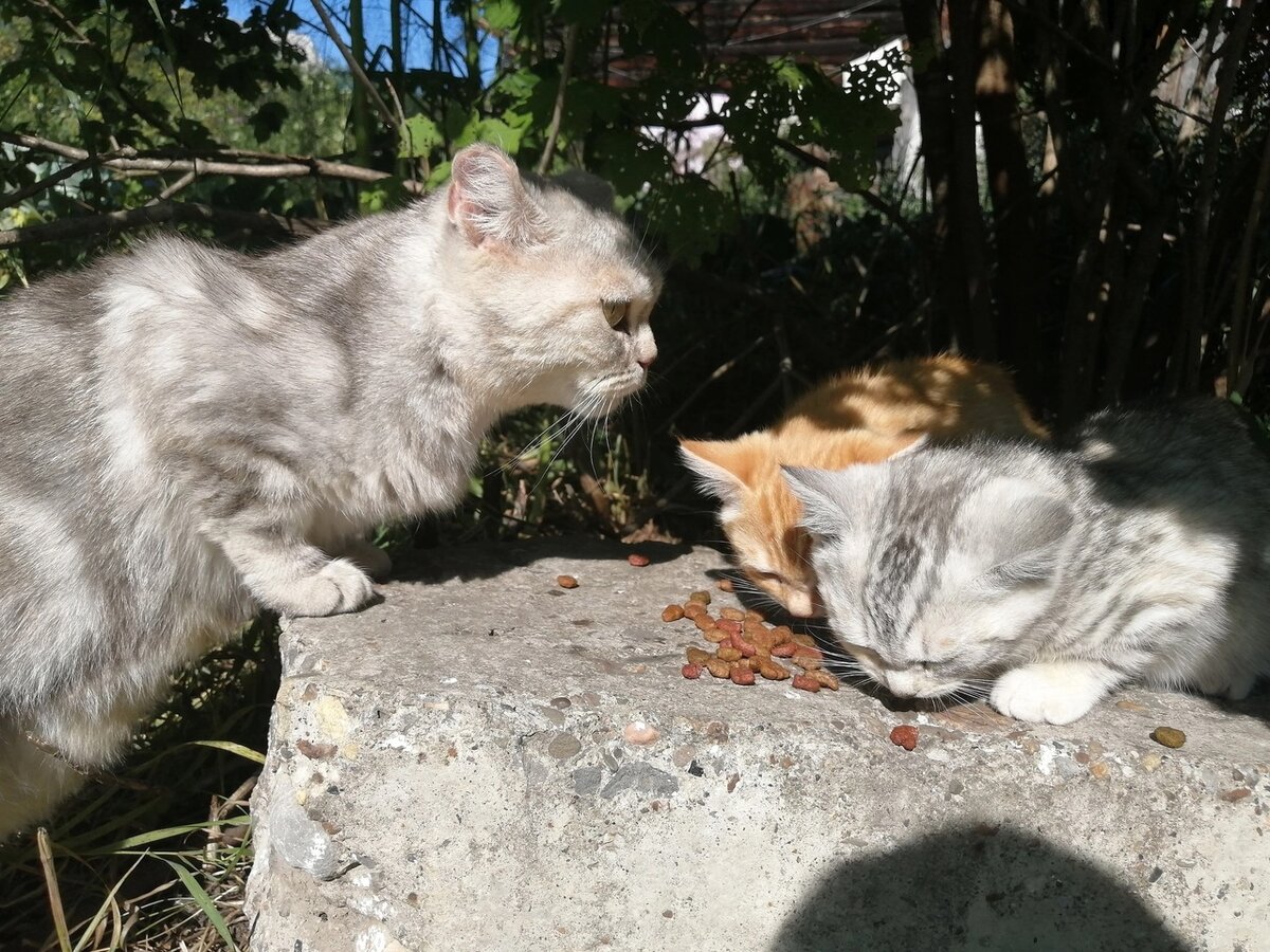 Кошка и котята рады любому кусочку, который им иногда привозит добрая женщина