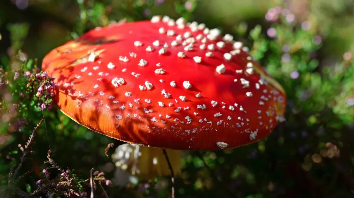 Опасные мухоморы стали добавлять в БАДы. Фото: pxhere.com