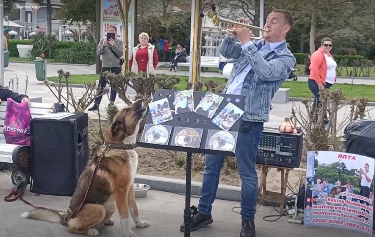 Памятник мухтару в ялте. Крымский Хатико Мухтар. Собака Мухтар в Ялте. Мухтар набережная Ялты. Пёс Мухтар.