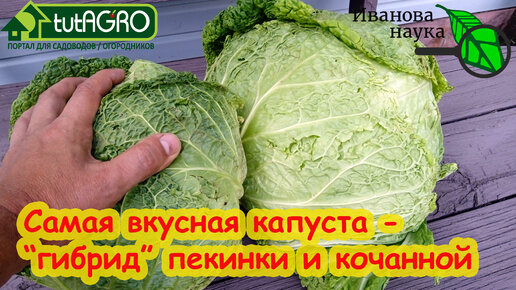 ЭТУ КАПУСТУ ЕДИМ ТОННАМИ! Самая вкусная капуста для салатов, голубцов и раннего квашения.