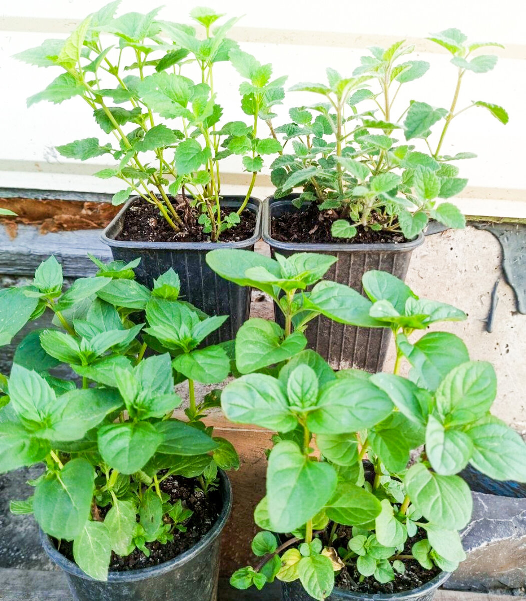 Как по картинке в объявлении понять, пахнет мята или нет?))