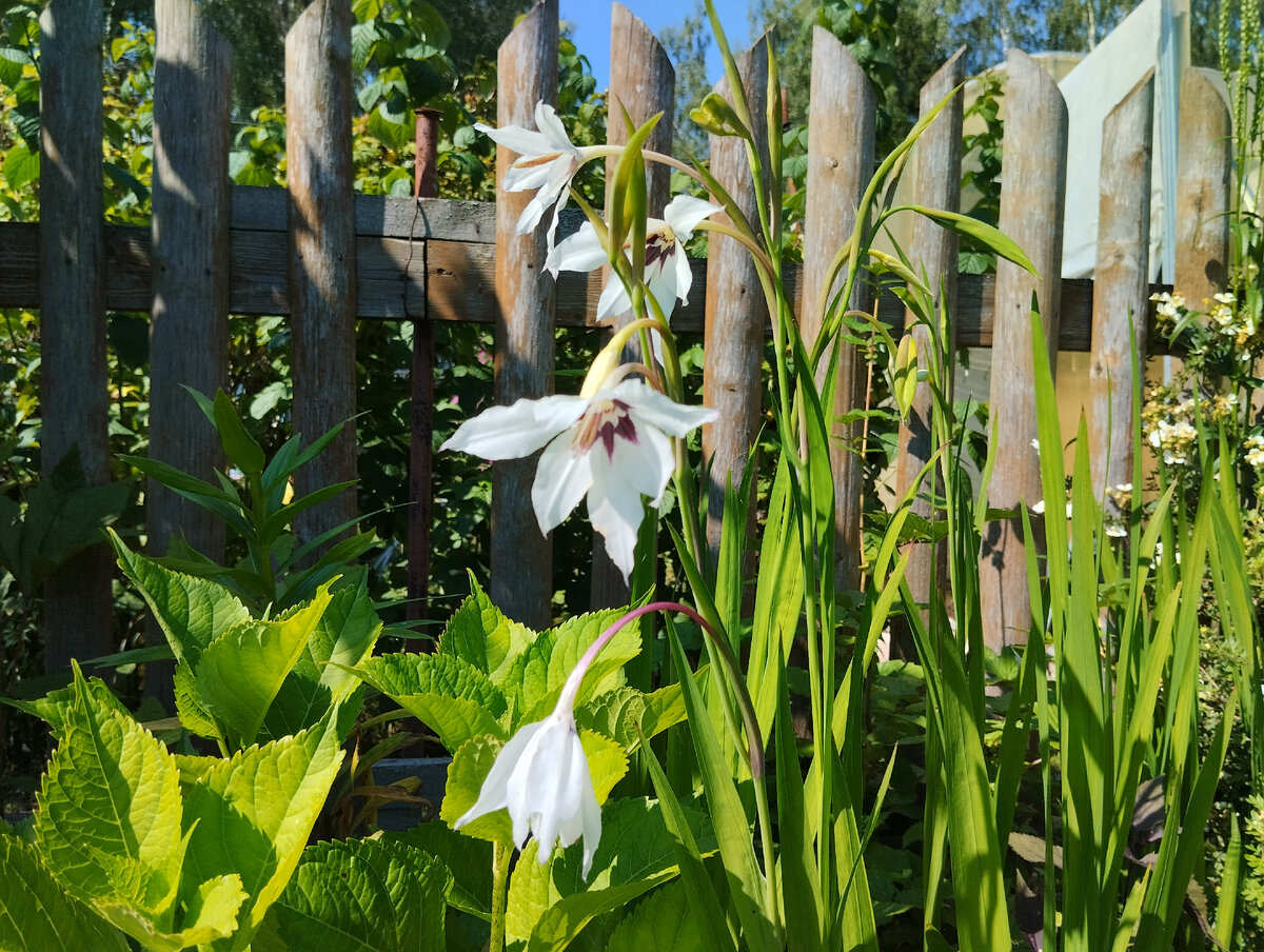 Acidanthera bicolor дома на подоконнике