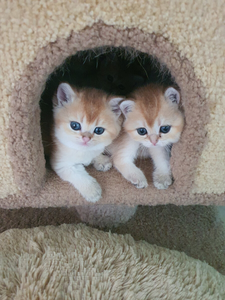 Золотые британские котята питомника Максельпоинт