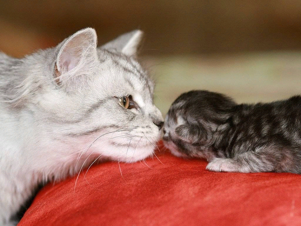     ,    ,        .      ,     .-4