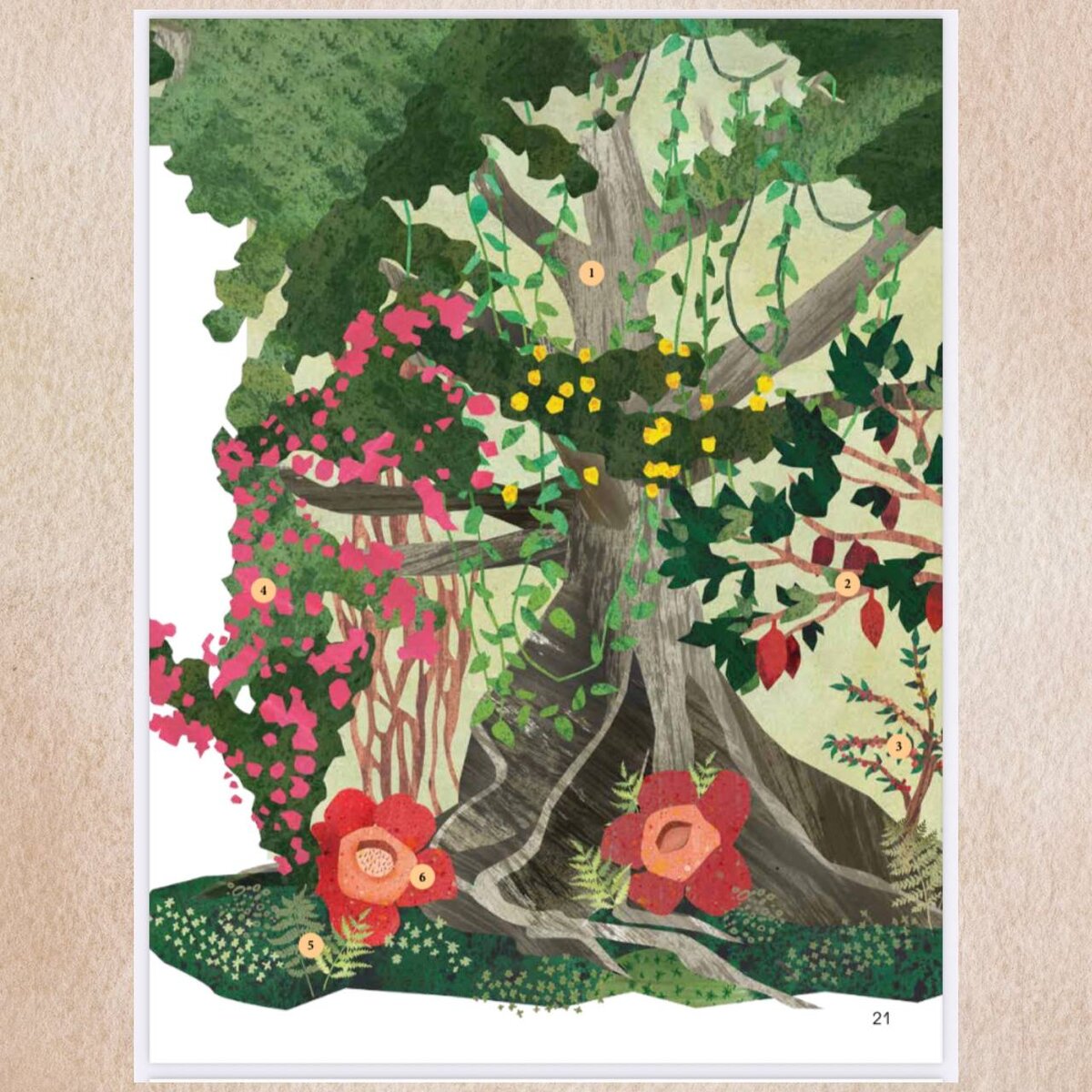 Гелена Гараштова. Язык растений. Понимаем, как общаются растения (Фолиант, 2023). Иллюстрации Дарьи Беклемешевой.