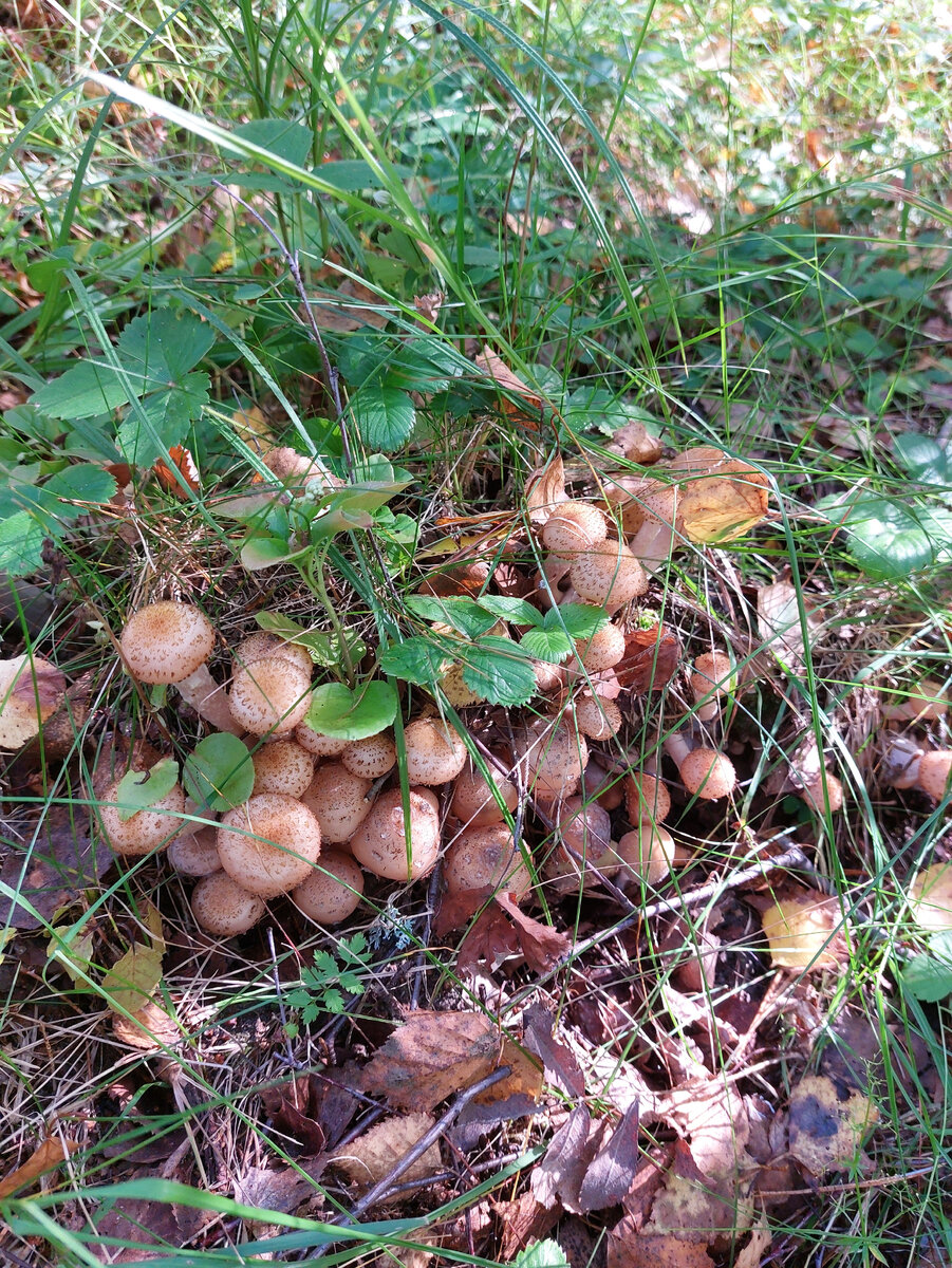 Красавчики