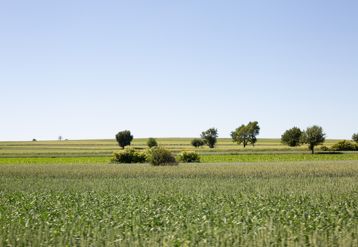Идеальные Белорусские поля
