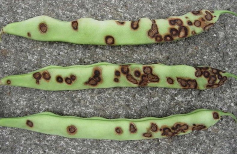 фото с сайта agronomu.com