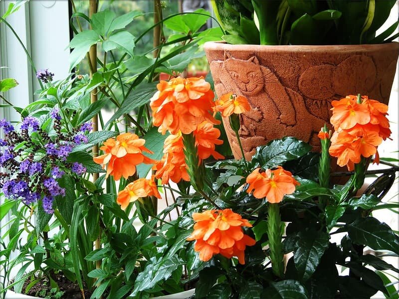 http://alena-flowers.ru/wp-content/uploads/2018/03/0_945bb_54c0ae3f_XL.jpg