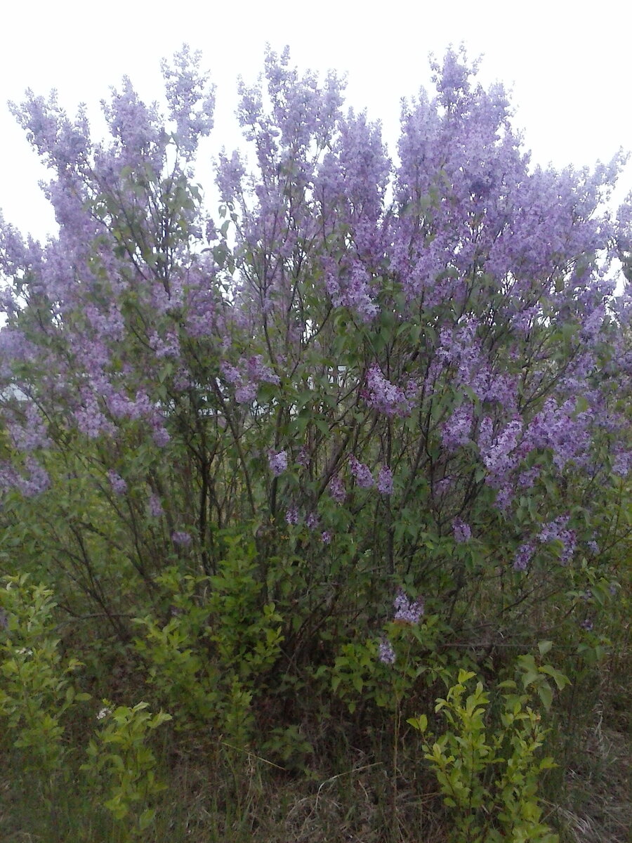 На моем участке наконец-то распустилась сирень.