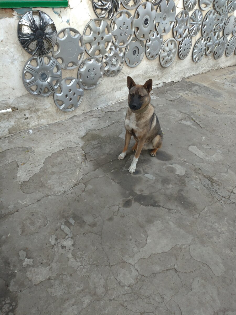 Типа воспитанный пёс выполняет команду "сидеть"