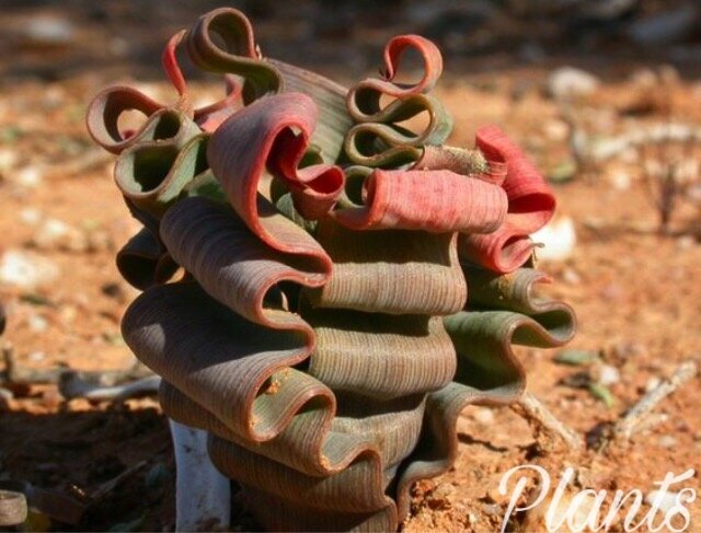 А тут она немного похожа на лапшу.