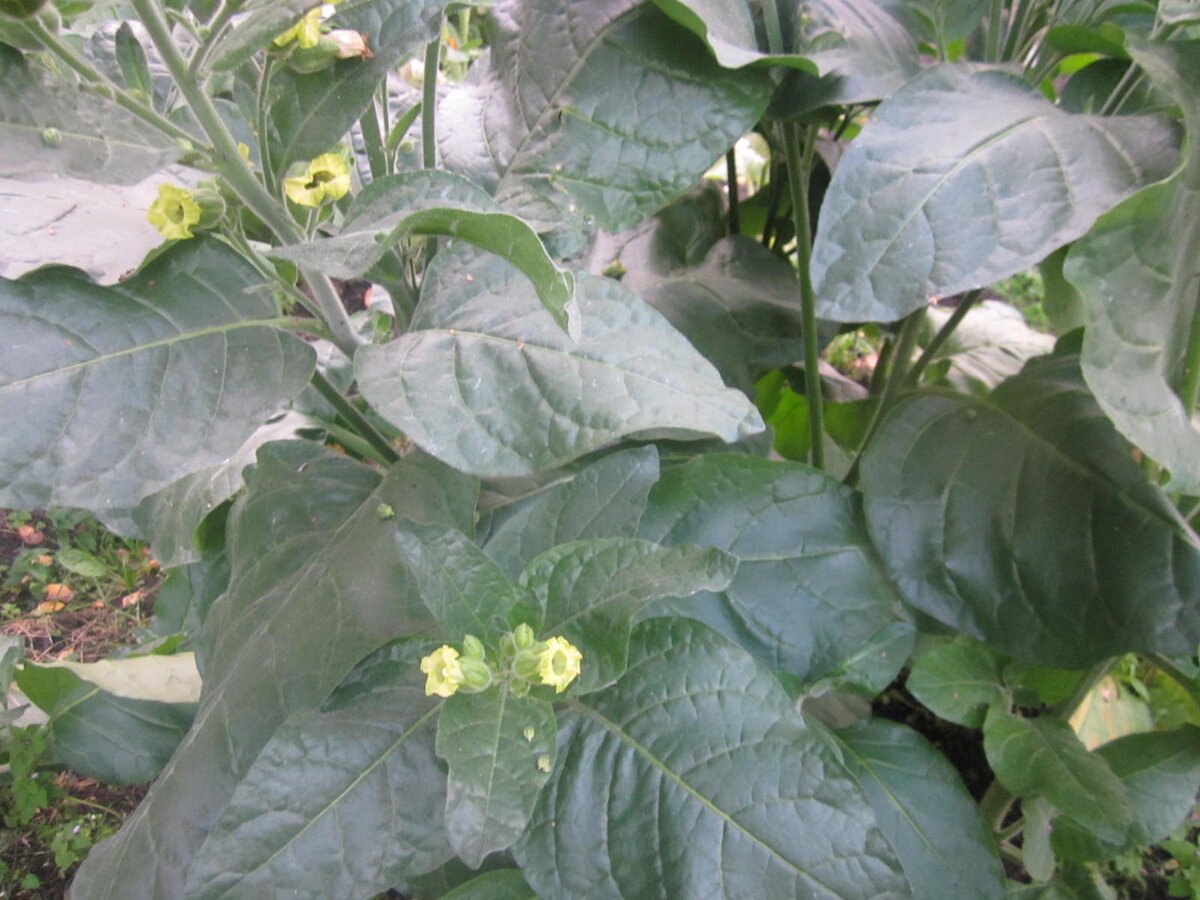 "Вирджиния Голд" урожая 2019 года.