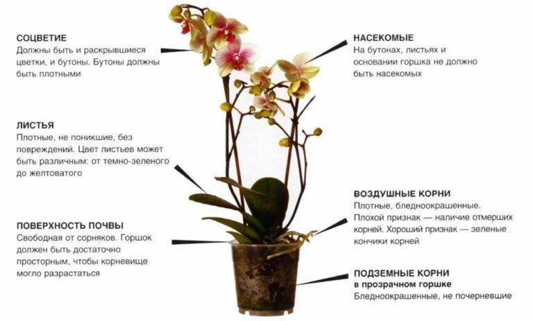 Как выбрать орхидею при покупке (Источник: Яндекс.Картинки)