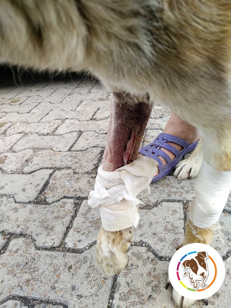 Травмированная лапка