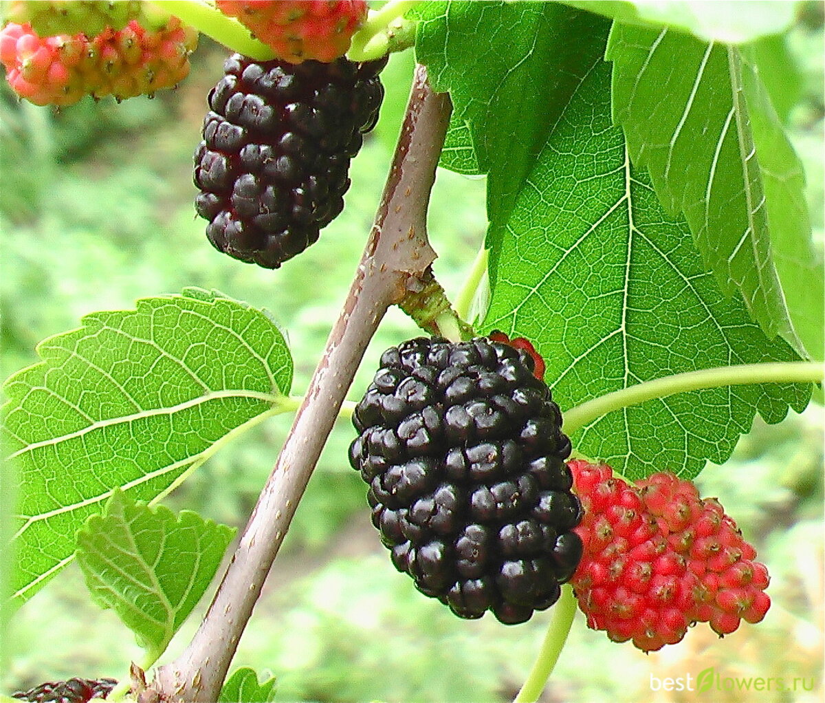 Яндекс картинки