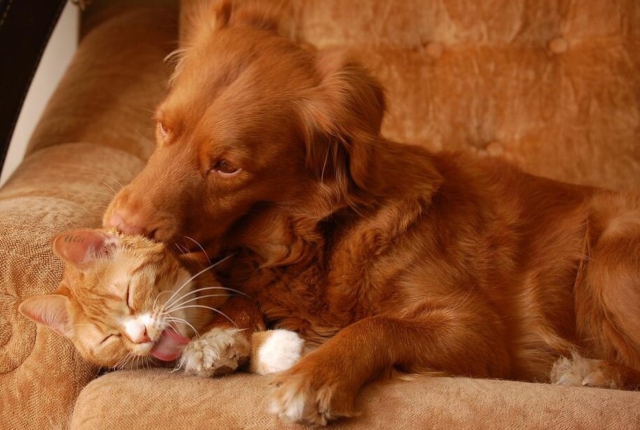 Милые щенки спят. Спящие животные. Белка спит. Белый тигр фото. Спящие животные.