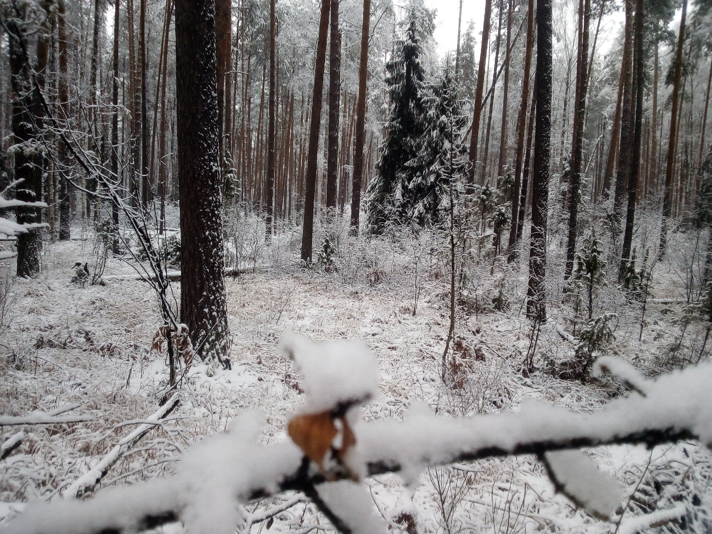 Строю свой дом в лесу \ Одиночный bushcraft