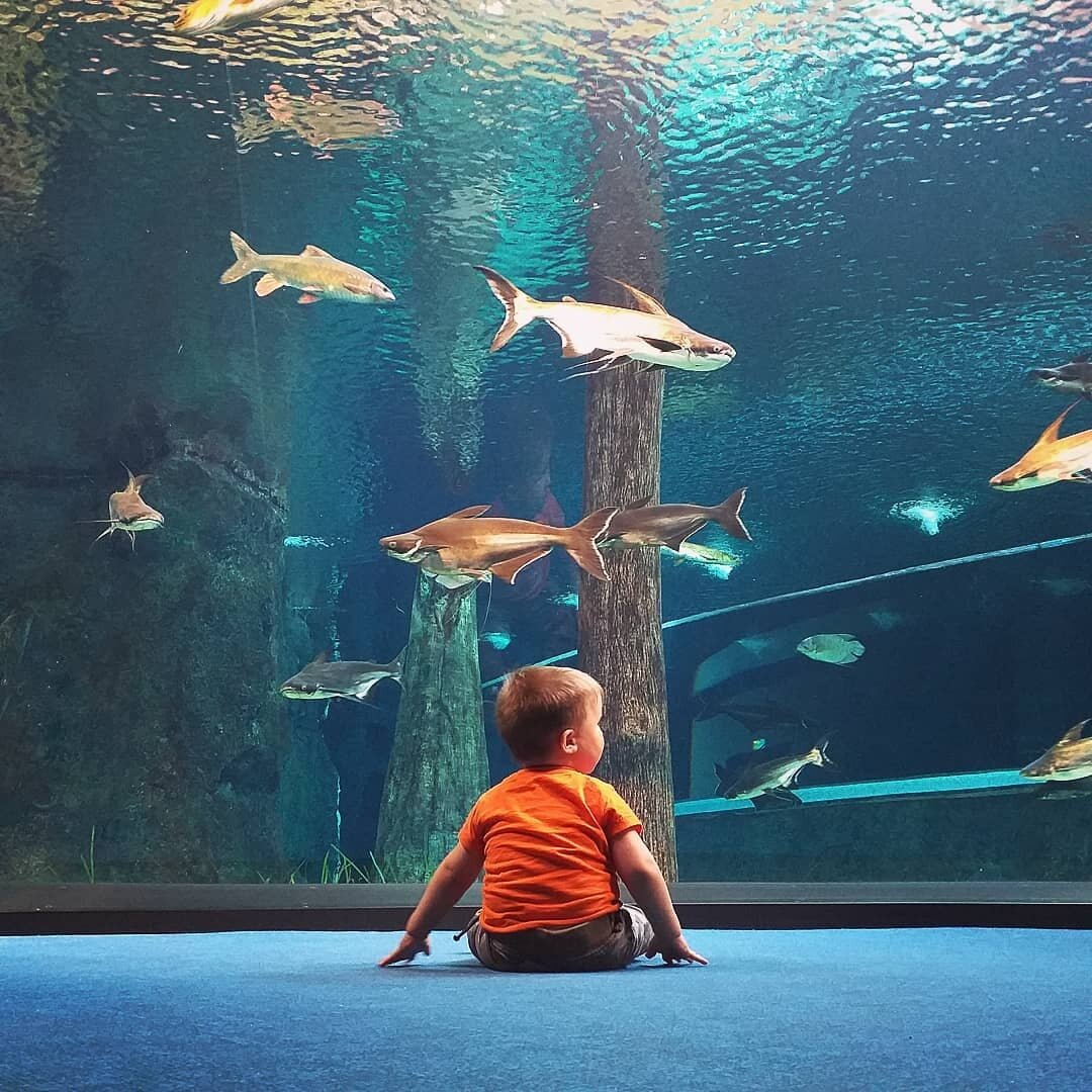 Мальчик и акулы