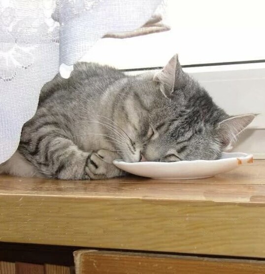 Фото с сервера Яндекс.Картинки