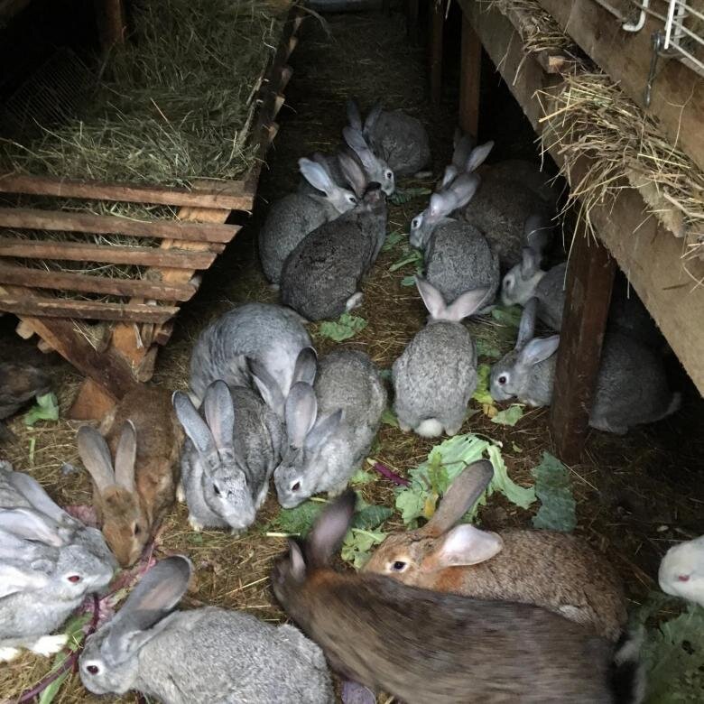 Фото взято из открытого доступа.