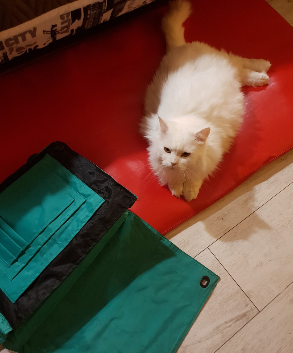 Снежана, Мишина кошка )