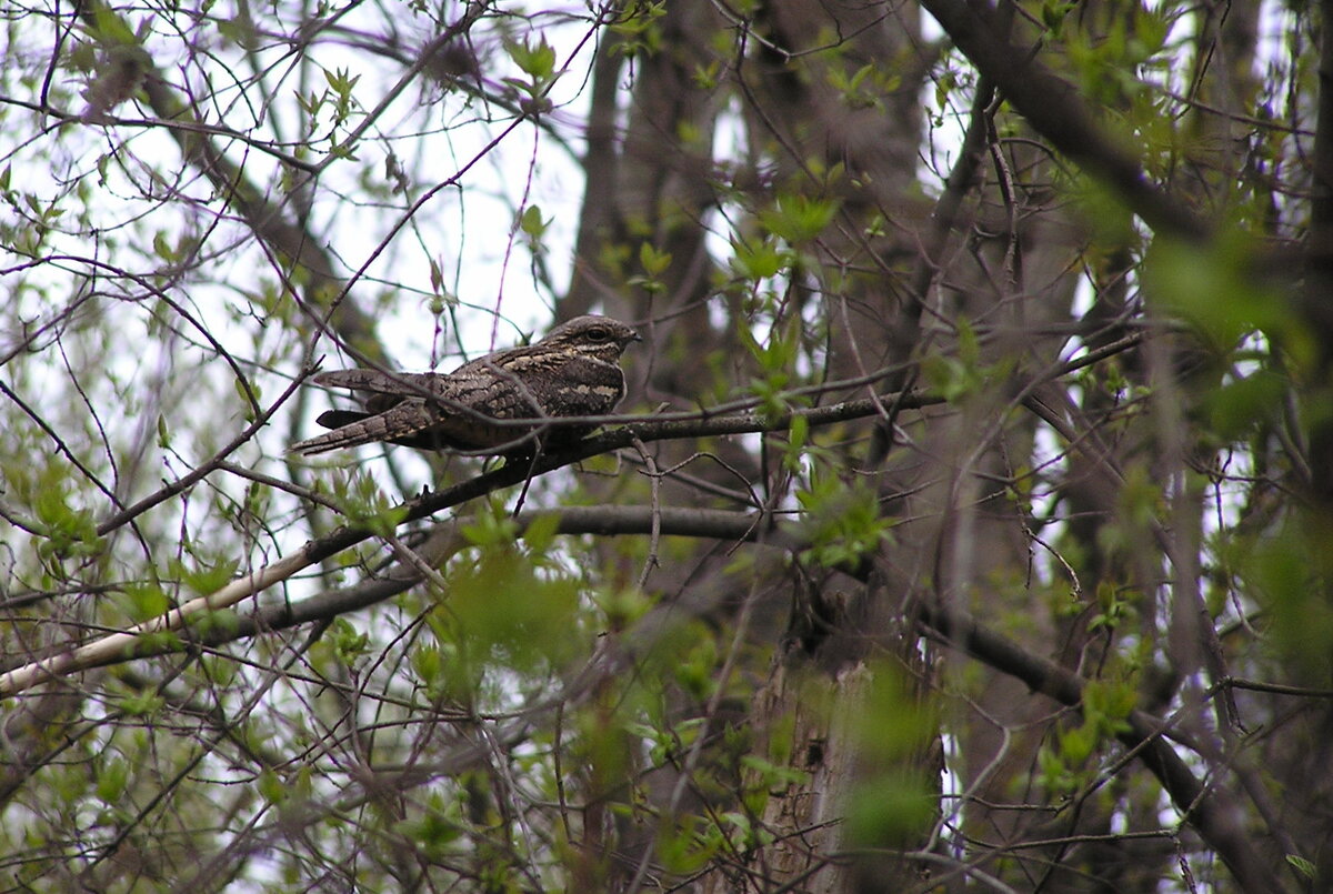 Даже на тонкой ветке сидит вдоль.
