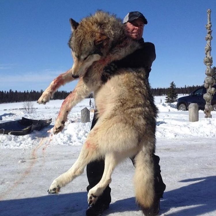 Самый главный волк. Полярный волк вес 120 кг.