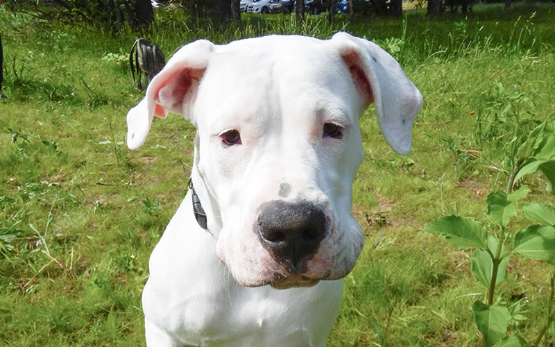 Аргенгтинский дог Мия. Фото: А. Смирнов. 