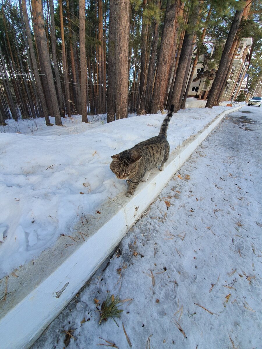 Кот учёный