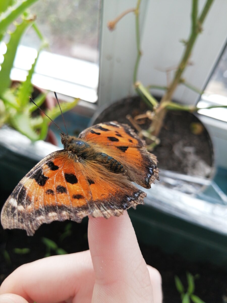 You can only take a butterfly by the body at the base of the wings; The butterfly is active at temperatures above 20 degrees
You can let the butterfly fly around the apartment. Butterflies like to sit on curtains;
Butterflies, like many insects, fly to the light. If the butterfly flew into the chandelier, just turn off the light and take out the butterfly;
It is more convenient to feed a butterfly in a chilled room;
Butterflies live from a couple of days to a couple of weeks.