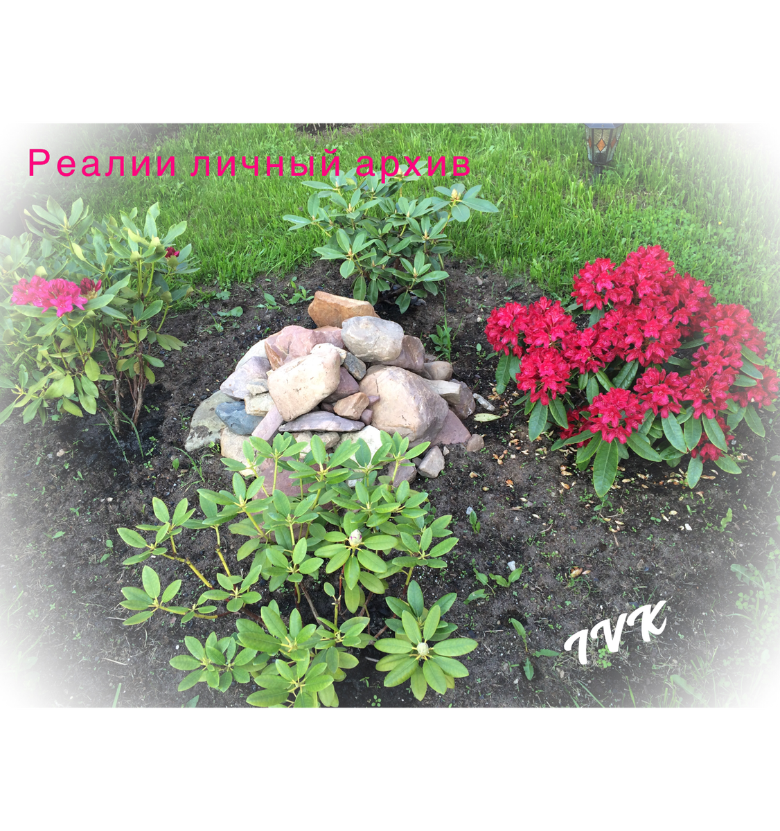 Мои рододендроны четыре года назад, первая зимовка прошла хорошо