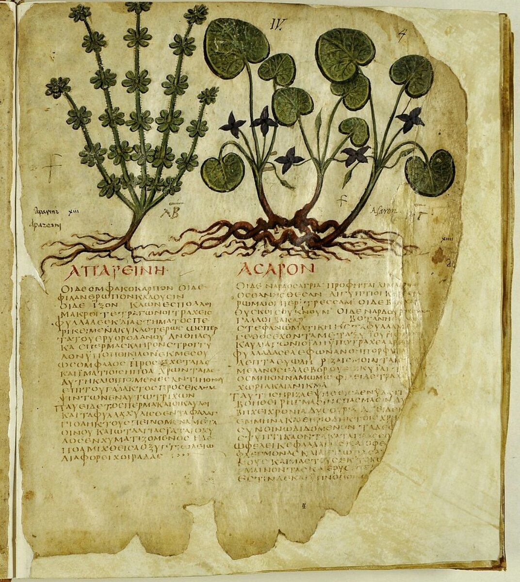 Диоскорид о лекарственных веществах. Педаний диоскорид. Греческий врач диоскорид. Диоскорид педаний из киликии. Педаний диоскорид.