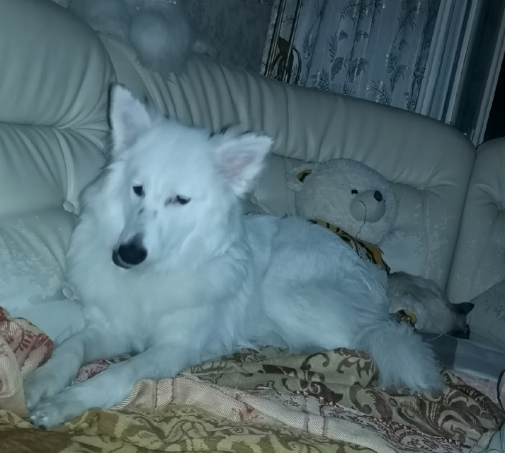 Просыпаюсь, а у меня на диване - "заяц". (Обратите внимание, на заднем плане безмятежно спит ничего не подозревающая кошь)