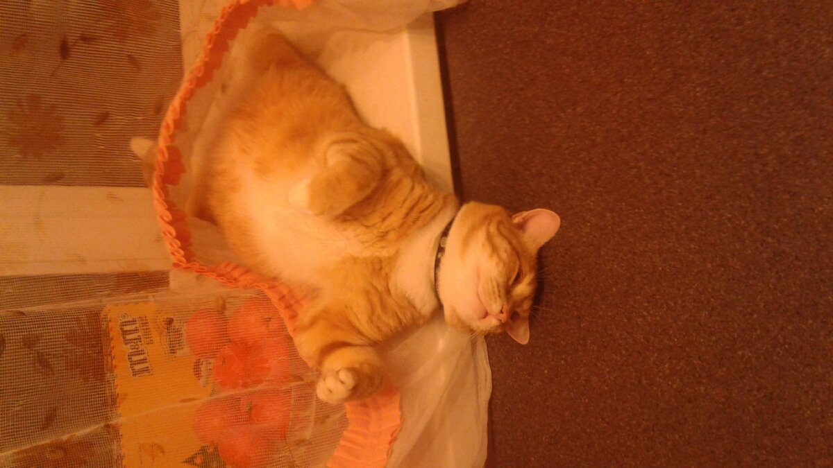 Привет,меня зовут Пуся. Мне 8 лет . Родился я 25 июля 2011 года прямо у своих хозяев в доме. Я очень ленивый кот. Люблю покушать и поспать. Иногда играм со своим другом. 