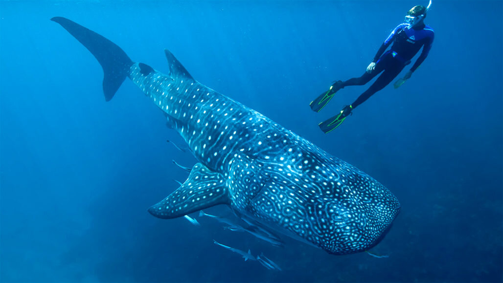 https://www.sciencenews.org/article/cold-war-nuclear-test-residue-offers-clue-whale-shark-ages